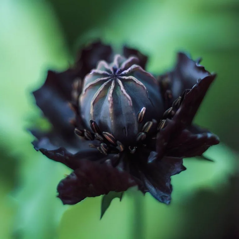 Black Opiume Pret